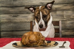 8 Safe Christmas Foods for Dogs: Festive Feeding Guide 2025