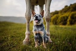 How to Keep Your Dog Safe Around Horses and at the Stables