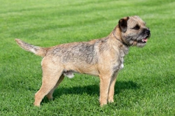 Border Terrier Health: Few Concerns & Key Breed Insights