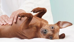 Maagtorsie bij honden