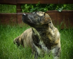 Associazioni animali: Dimensione Animale Bergamo