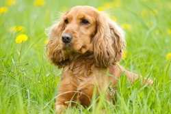 Cocker Spaniel Ear Problems: Causes, Treatment & Prevention