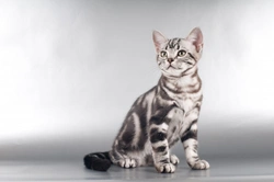 Five Cat Breeds That Originated in the USA