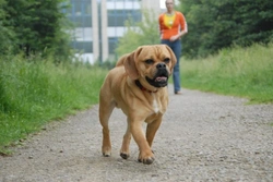 Potential Problems with the Puggle Dog: Health & Care Guide