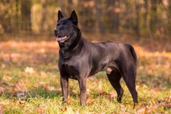 The Thai Ridgeback: Rare Breed Gaining Popularity in the UK