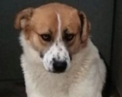 Adozioni cani: la storia di Gerry, timido cucciolone