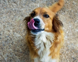 Associazioni animali: Rifugio dei Cuccioli