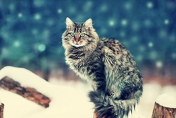 Siberian Forest Cat or Norwegian Forest Cat: Which Is Best?