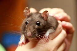 Reasons Why Pet Rats Sometimes Bite: Causes and Solutions