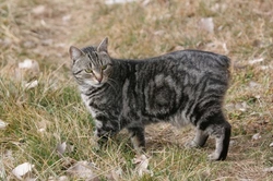 Manx Cat Genetics: Understanding the Tailless Breed