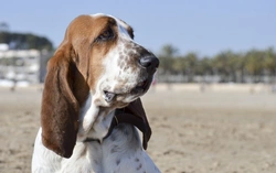Eye Problems in Basset Hounds: Signs, Causes & Care