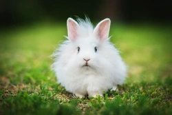 Common Mites and Parasites Your Rabbit May Contract