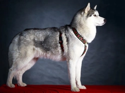 Siberian Husky Colours and Commonly Confused Breeds