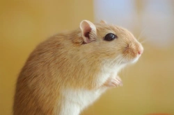 Comprehensive Gerbil Health Care Guide: 10 Key Conditions