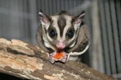 Sugar Gliders: What Are They & Should You Get One as a Pet?