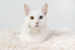 Why Are Some White Cats Deaf? Genetics & Hearing Explained