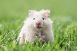 Recognising Cancers and Tumours in Hamsters: Early Signs & Treatment