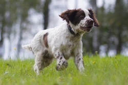 Working Dog Nutrition: Essential Tips for Peak Performance