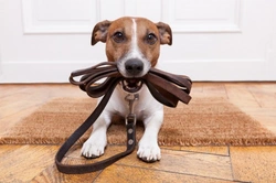 Ensuring Your Dog Gets Everything They Need on Walks