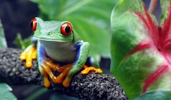Getting veterinary care for exotic pets: expert advice