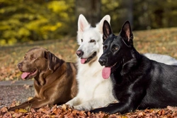 Why Dog Breed Affects Pet Insurance Costs: Key Factors Explained