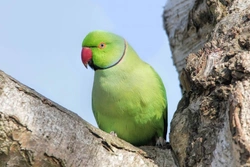 Exotic Feral Parrots in London: Wild Rose-Ringed Parakeets