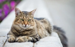 Cats: Essential husbandry and care tips for happy pets