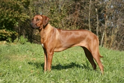 Juvenile Myoclonic Epilepsy in Rhodesian Ridgebacks Explained