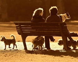 Coronavirus e animali domestici: non c'è rischio di contagio