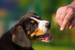 Bite inhibition: 6 effective steps to stop puppy biting