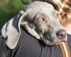 Allevatori esteri: come sceglierli