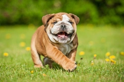 3 Affectionate Dog Breeds Ideal for Families with Kids