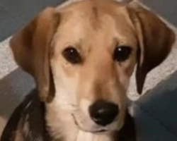 Adozioni cani: la storia di Simba, timido cucciolone