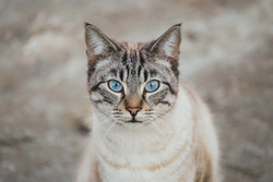 Ojos Azules Cats: Rare Blue-Eyed Feline Breed Guide