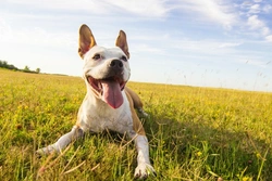 What to do if your dog is bitten by a horsefly