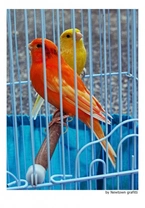 Prevención de las enfermedades del Canario