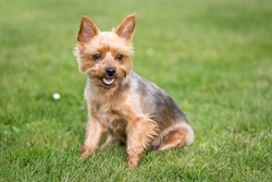 Yorkshire Terrier Health Testing and Genetic Diversity Guide