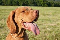 Identifying and Treating Tongue Injuries in Dogs: A Complete Guide