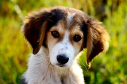 How Long Post-Exposure Is Your Dog At Risk of Parvovirus?