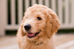 How new dog breeds gain official Kennel Club recognition