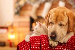 How to Tell If Your Dog Is Happy and Relaxed on New Year’s Eve