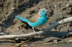 Cordon Bleu Finches: Care & Species Guide