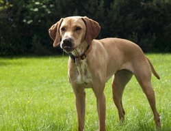 How to Safely Handle a Strange Dog on Your Property