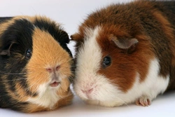 Best Rodent Pets in the UK: Find Your Perfect Match
