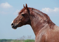 Understanding the Risks of Cresty Necks in Horses