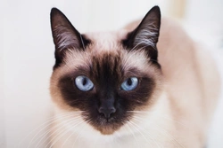 10 Interesting Facts About Siamese Cats in the UK