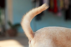 Why Your Child Should Never Pull Your Dog’s Tail