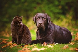 Do Cats Live Longer than Dogs? Lifespan Explained