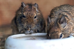 How to Prepare for Adopting a Degu: Complete Guide