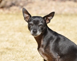 Associazioni animali: Aida & A